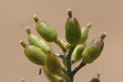 <i>Rorippa palustris</i>