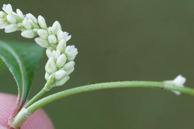 <i>Persicaria lapathifolia</i>