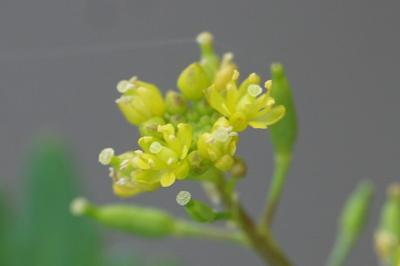 <i>Rorippa palustris</i>