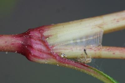 <i>Persicaria lapathifolia</i>