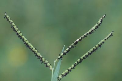 <i>Paspalum paucispicatum</i>