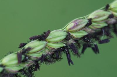 <i>Paspalum paucispicatum</i>