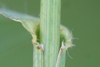 <i>Paspalum paucispicatum</i>