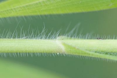 <i>Panicum</i>