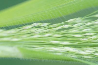 <i>Panicum</i>