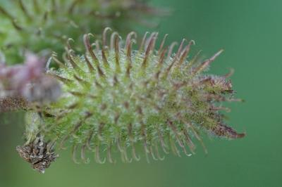 <i>Xanthium orientale</i>