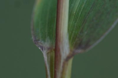 <i>Setaria italica</i>