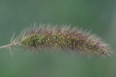 <i>Setaria italica</i>
