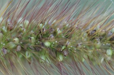 <i>Setaria italica</i>