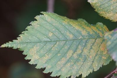<i>Ulmus laevis</i>
