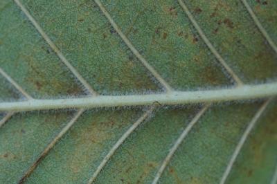 <i>Ulmus laevis</i>