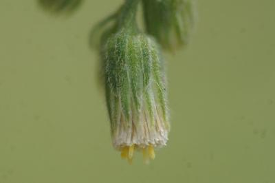 <i>Erigeron sumatrensis</i>