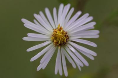 <i>Symphyotrichum lanceolatum</i>