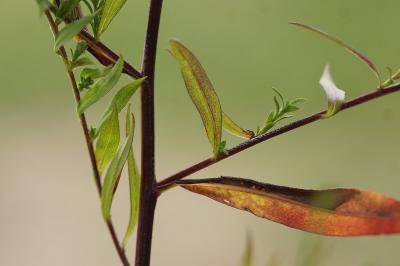 <i>Symphyotrichum lanceolatum</i>