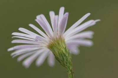 <i>Symphyotrichum lanceolatum</i>