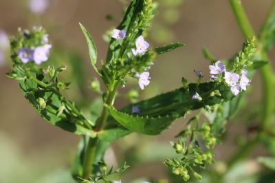 <i>Veronica anagallis-aquatica</i>