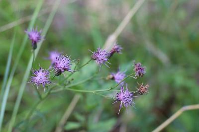 <i>Serratula tinctoria</i>