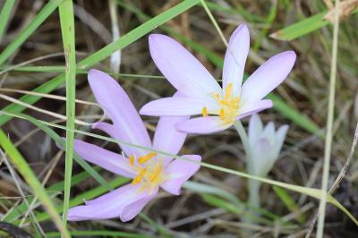 <i>Colchicum autumnale</i>