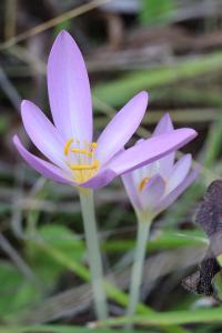 <i>Colchicum autumnale</i>