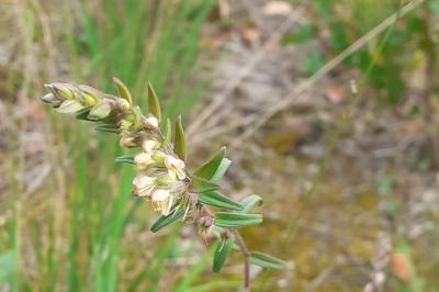 <i>Odontites jaubertianus</i>