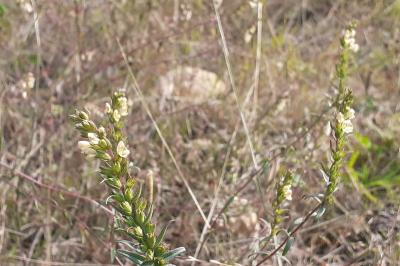 <i>Odontites jaubertianus</i>