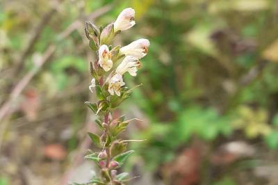<i>Odontites jaubertianus</i>