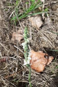 <i>Spiranthes spiralis</i>