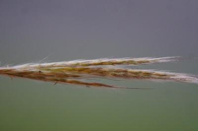 <i>Bothriochloa barbinodis</i>