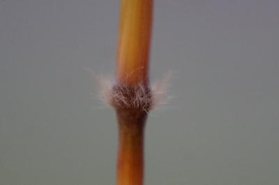 <i>Bothriochloa barbinodis</i>