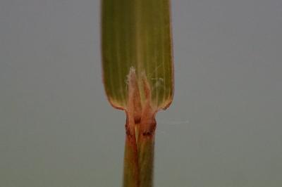 <i>Bothriochloa barbinodis</i>