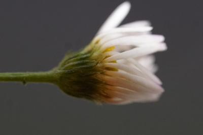 <i>Erigeron karvinskianus</i>
