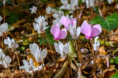 <i>Cyclamen hederifolium</i>