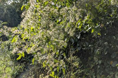 <i>Clematis vitalba</i>
