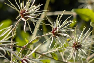 <i>Clematis vitalba</i>
