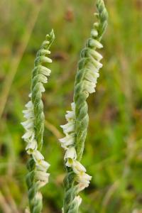 <i>Spiranthes spiralis</i>