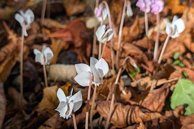 <i>Cyclamen hederifolium</i>