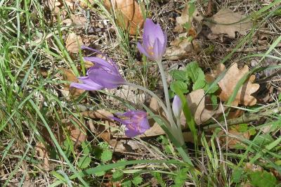 <i>Colchicum autumnale</i>
