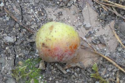 <i>Cormus domestica</i>