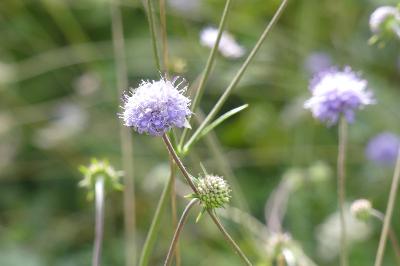 <i>Succisa pratensis</i>