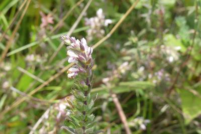 <i>Odontites vernus</i>