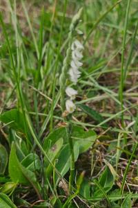 <i>Spiranthes spiralis</i>