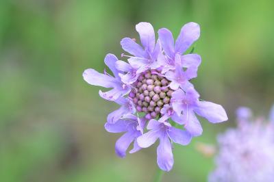 <i>Scabiosa columbaria</i>