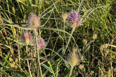 <i>Dipsacus fullonum</i>