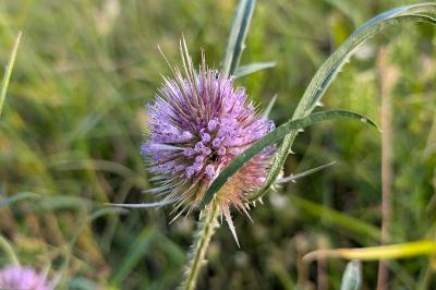 <i>Dipsacus fullonum</i>