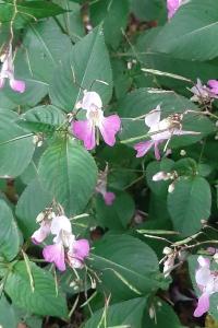 <i>Impatiens balfourii</i>