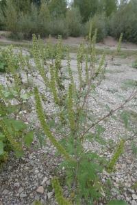 <i>Ambrosia artemisiifolia</i>