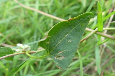 <i>Fallopia convolvulus</i>