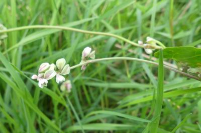 <i>Fallopia convolvulus</i>
