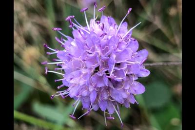 <i>Succisa pratensis</i>