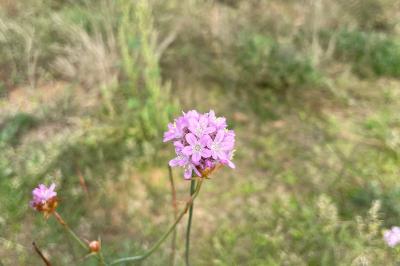 <i>Armeria arenaria</i>